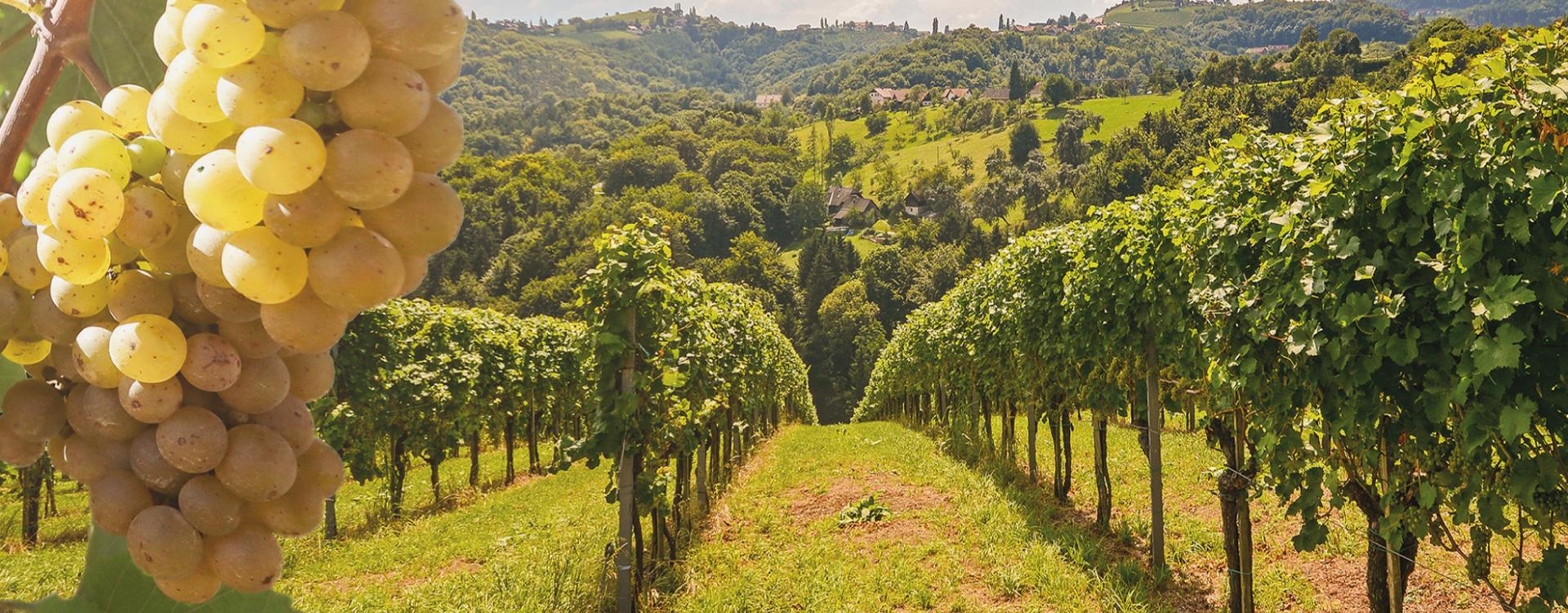 Imagem | Blog - Vinhos Verdes A Lenda Portuguesa