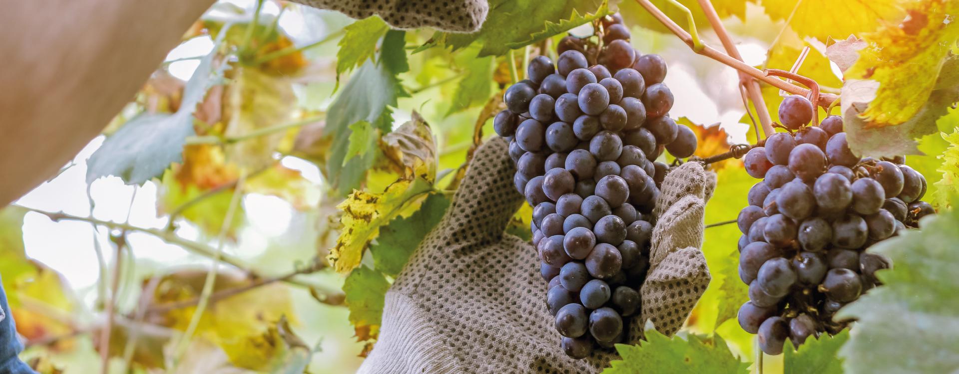 Imagem | Blog - A Rainha Touriga Nacional