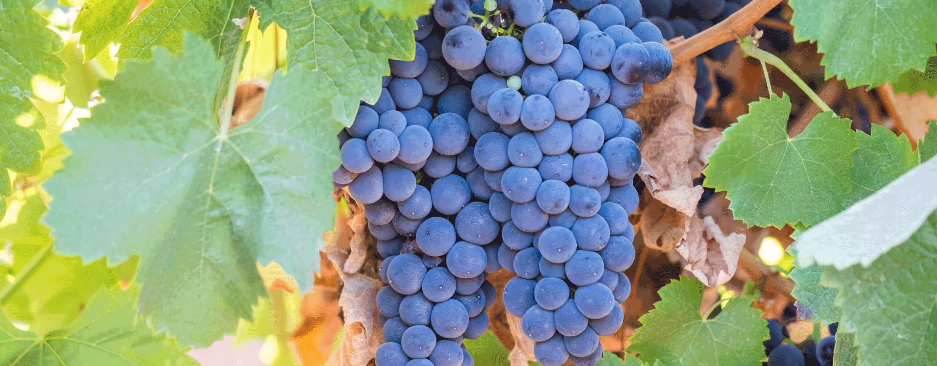 Imagem | Blog - A Maravilhosa uva Alicante Bouschet